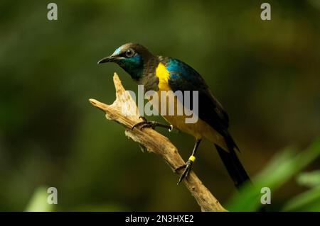 Ritratto di uno starling dal petto d'oro (Cosmopsarus regius) in uno zoo; Wichita, Kansas, Stati Uniti d'America Foto Stock