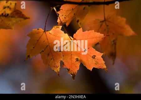 Dettaglio di foglie di acero colorate in autunno; Middlebury, Vermont, Stati Uniti d'America Foto Stock