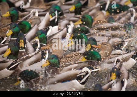 Anatre Mallard (Anas platyrhynchos platyrhynchos) al momento di nutrirsi in acqua in uno zoo; Denver, Colorado, Stati Uniti d'America Foto Stock