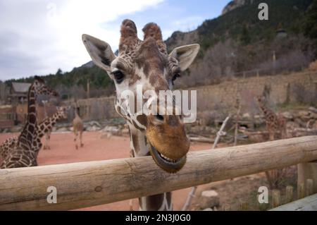 La giraffa reticolata (Giraffa camelopardalis reticulata) si affaccia su una recinzione dello zoo. Lo zoo di Cheyenne Mountain ospita i ... più grandi del Nord America Foto Stock