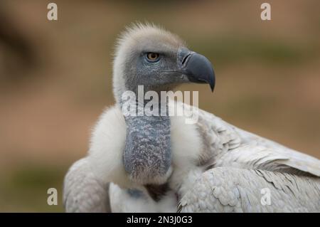 Ritratto ravvicinato di un avvoltoio griffone eurasiatico (Gyps fulvus) in uno zoo; Colorado Springs, Colorado, Stati Uniti d'America Foto Stock