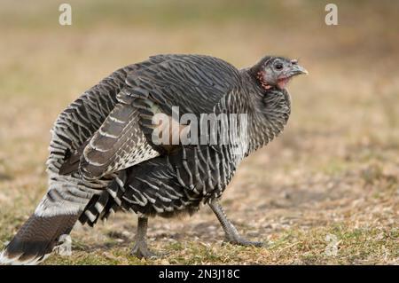 Ritratto di un tacchino selvaggio (Meleagris gallopavo) che cammina in un recinto in uno zoo; Watertown, South Dakota, Stati Uniti d'America Foto Stock