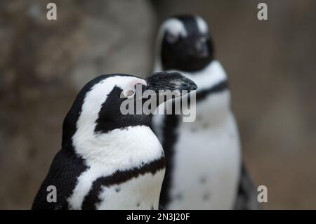 Ritratto ravvicinato di un pinguino africano (Spheniscus demersus) in uno zoo; Denver, Colorado, Stati Uniti d'America Foto Stock