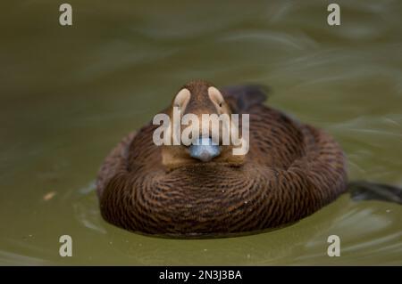 Ritratto di un'anatra di eider (Somateria fischeri) in uno zoo; Sioux Falls, South Dakota, Stati Uniti d'America Foto Stock