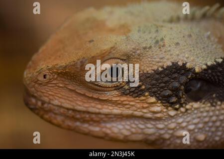 Ritratto ravvicinato della testa di un drago d'acqua australiano (Physignathus lesueurn) in uno zoo; Omaha, Nebraska, Stati Uniti d'America Foto Stock