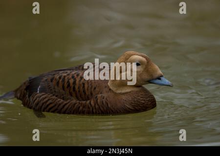 Ritratto di un'anatra di eider (Somateria fischeri) in uno zoo; Sioux Falls, South Dakota, Stati Uniti d'America Foto Stock