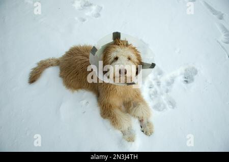 Cane con un collare di plastica intorno al collo dopo essere stato svuotato, guarda la fotocamera dal cortile innevato Foto Stock