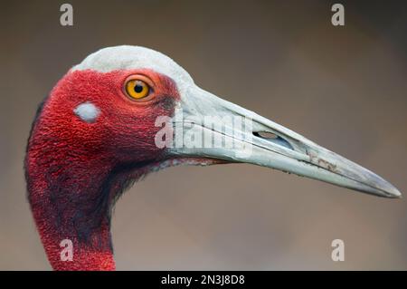 Ritratto ravvicinato della testa di una gru Sarus (Grus antigone) presso la International Crane Foundation. Questo è l'uccello volante più alto del mondo... Foto Stock