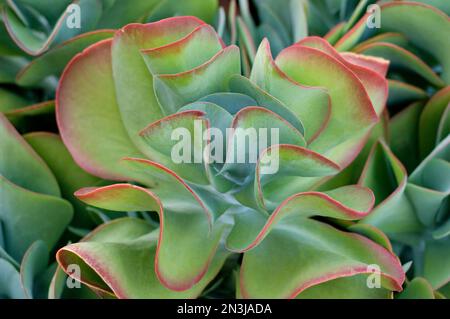 Kalanchoe luciae, una pianta di pagaia, presso gli US Botanical Gardens di Washington DC, USA; Washington, District of Columbia, Stati Uniti d'America Foto Stock