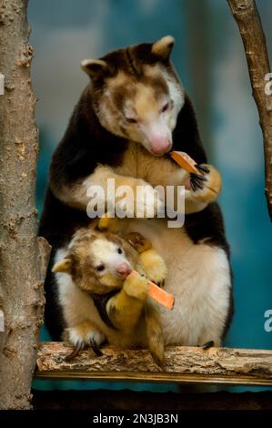 Il canguro-albero di Matschie e il bambino (Dendrolagus matschiei) in uno zoo; Saint Louis, Missouri, Stati Uniti d'America Foto Stock