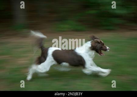 Sfocatura del movimento di uno spaniel inglese che gioca nell'erba; Marietta, Georgia, Stati Uniti d'America Foto Stock