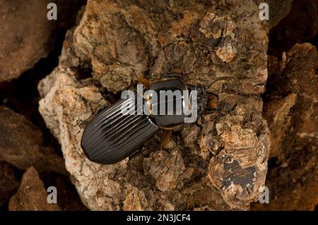 Bess Beetle, o scarabeo in pelle verniciata (Odontotaenius disjunctus), su una roccia; Lincoln, Nebraska, Stati Uniti d'America Foto Stock