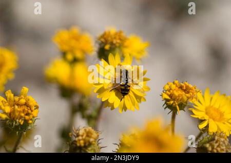 Vola che imita un'ape che si nutre di nettare di fiori; Gulf Shores, Alabama, Stati Uniti d'America Foto Stock