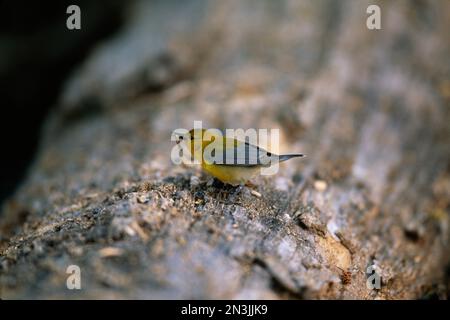 Parula protonotaria (Protonotaria citrea) nel piumaggio riproduttivo, mangiando un verme al cache River National Wildlife Refuge, Arkansas, USA Foto Stock