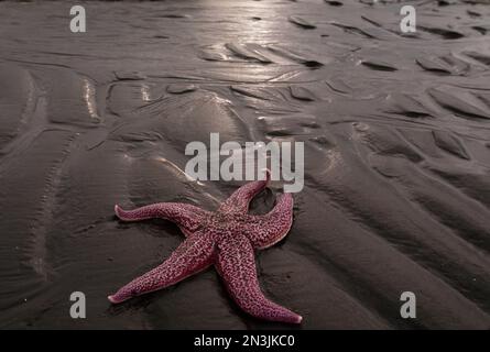 Stelle marine su una spiaggia sabbiosa; Nunivak Island, Alaska, Stati Uniti d'America Foto Stock