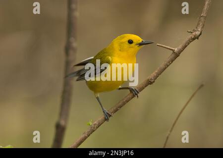 Parula protonotaria (Protonotaria citrea) arroccata su un ramo del White River National Wildlife Refuge, Arkansas, USA Foto Stock