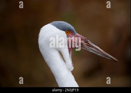 Ritratto ravvicinato di una gru Wattled (Bugeranus carunculatus) in uno zoo; San Antonio, Texas, Stati Uniti d'America Foto Stock