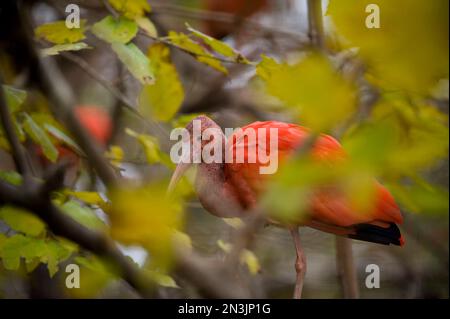 Scarlet Ibis (Eudocimus ruber) in piedi nel fogliame in uno zoo; San Antonio, Texas, Stati Uniti d'America Foto Stock
