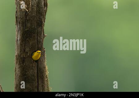 Parula protonotaria (Protonotaria citrea) che emerge da un nido nel White River National Wildlife Refuge, Arkansas, USA Foto Stock