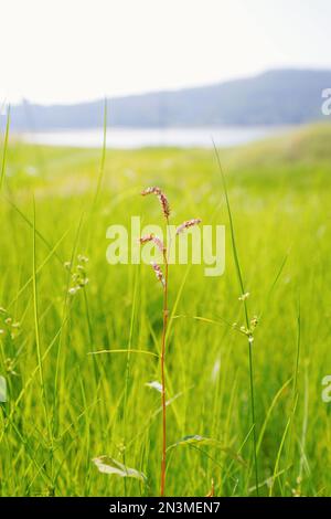 Lanshi Park, Jiangmen Cina Foto Stock