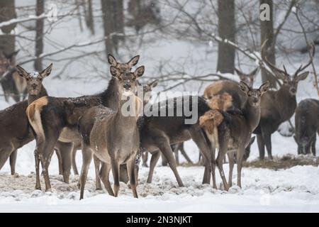 Mandria di cervo rosso pascolo nella foresta in inverno. Bieszczady Montagne, Carpazi, Polonia. Foto Stock