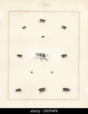 Coleottero Carrion, Sipha 4-punctata 1, coleottero lumaca nero, Sipha atrata 2, Helophorus aquaticus 4, Thanatophilus rugosus 5, Nicrophorus germanicus 6, Thanatophilus sinuatus 7, Soronia grisea 8, Omosita deprea 9, Silpha laevigata 10, scarabeo di carrione dal petto rosso, Oiceoptoma thoracicum 11, e Silpha obscura 12. Incisione a mano su copperplate dell'entomologo inglese di Thomas Martyn, che espone tutti gli insetti coleotteri trovati in Inghilterra, Academy for Explinting and Painting Natural History, Londra, 1792. Foto Stock