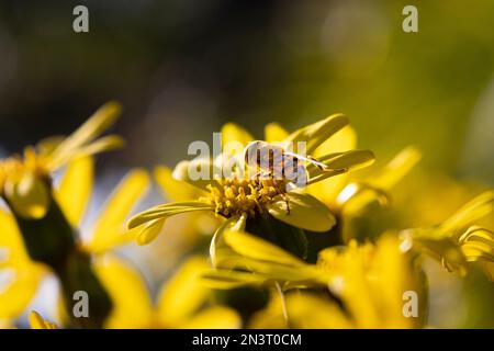 Un primo piano di un'ape di miele impollinante su un bel fiore giallo sotto la luce del sole Foto Stock