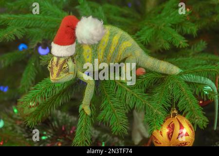 Camaleonte velato (Chamaeleo calyptratus) in una calotta rossa siede su un albero di Natale. Chameleon in berretto di Babbo Natale siede sull'albero di natale. Odessa Foto Stock