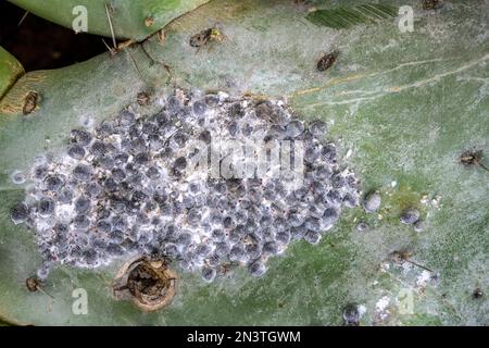 Cocineale (Dactylopius coccus) su un'opuntia, Mirador de Abrante, Agulo, la Gomera, Spagna Foto Stock