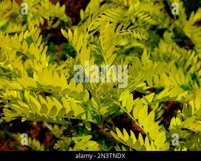 Locusta di miele (Gleditsia triacanthos), gleditschie giallo, cialda di cuoio, falsa spina di Cristo Foto Stock