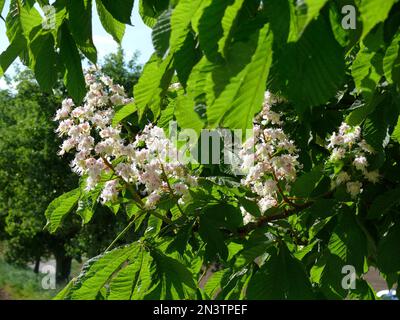 Castagno di cavallo in fiore, castagno di cavallo comune (Aesculus hippocastanum L.), anche castagno di cavallo comune o castagno di cavallo bianco Foto Stock