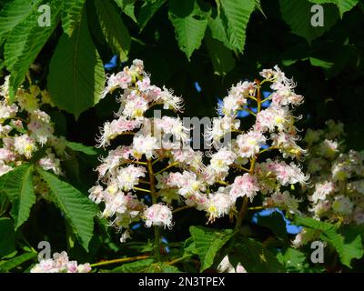 Castagno di cavallo in fiore, castagno di cavallo comune (Aesculus hippocastanum L.), anche castagno di cavallo comune o castagno di cavallo bianco Foto Stock