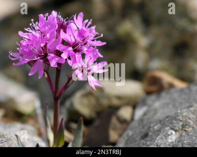 Mosca rossa (Silene suecica), alga (SYN.: Lychnis alpina L.) Foto Stock