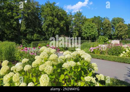 Giardino dell'Eden, parco attivo di generazione, parco sensoriale e terapeutico, palla di neve piena (Viburnum), Untermarchtal, Baden-Wuerttemberg, Germania Foto Stock