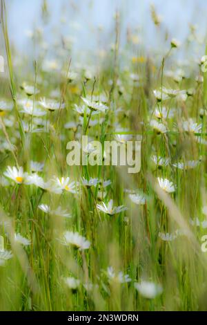 Campo di fiori selvatici con margherite bue-eye (Leucanthemum vulgare) contro un cielo blu, Sontheim, Unterallgaeu, Baviera, Germania Foto Stock