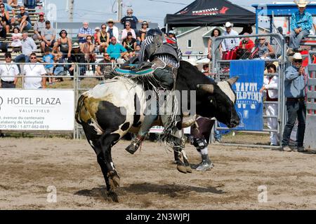 Rodeo, bull riding, Valleyfield, Provincia di Quebec, Canada Foto Stock