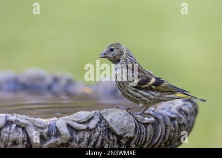 Iskin eurasiatico [ spinus spinus ] uccello femmina bevendo dal bagno dell'uccello del giardino Foto Stock