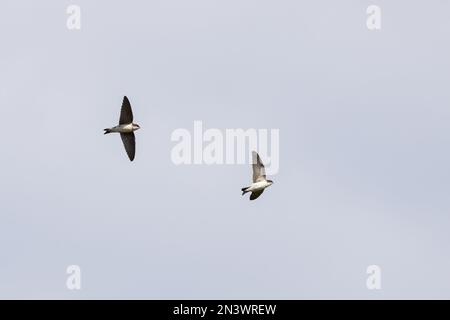 Casa Martins [ Delichon urbicum ] 2 giovani uccelli in volo sopra Foto Stock