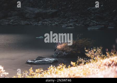 Una ragazza viaggiante si siede e scatta foto al telefono sulla riva all'ombra di una roccia vicino al lago alpino Shavlinskoye sullo sfondo del Foto Stock
