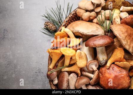 Diversi funghi selvatici freschi su tavola grigia, primo piano Foto Stock