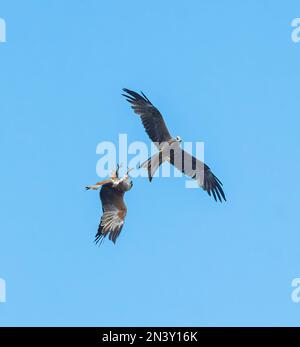 I Kites whistling (Haliastur sphenurus) giocano a combattere contro un cielo blu, la diga di Corella, il Queensland, il QLD, l'Australia Foto Stock