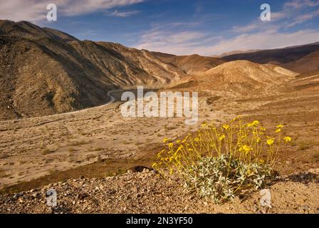 Brittlebush fiorisce in primavera al Darwin Canyon vicino a Panamint Valley, Death Valley National Park, California, USA Foto Stock