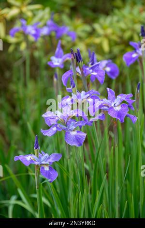 Iris Siberian Silver Edge, perenne, bandiera siberiana iris, petali blu-medio, bordo argento Foto Stock