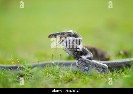 Montane Trinket Snake, Coelognathus helena monticollaris, Mahableshwar, Maharashtra, India Foto Stock