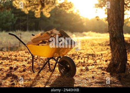 Carriola con legna da ardere tagliata in bosco nelle giornate di sole Foto Stock