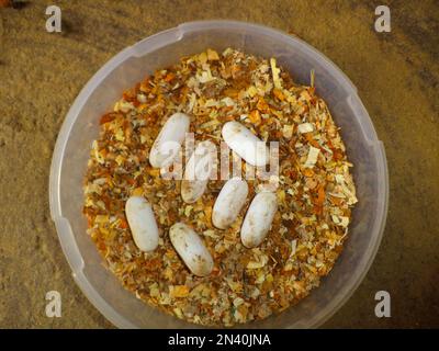 Uova di serpente indiano del trinket, Coelognathus helena, Satara, Maharashtra, India Foto Stock