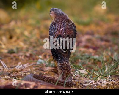 Cobra con spettacolo indiano che mostra segni di spettacolo sul retro del cappuccio, Naja naja, Satara, Maharashtra, India Foto Stock