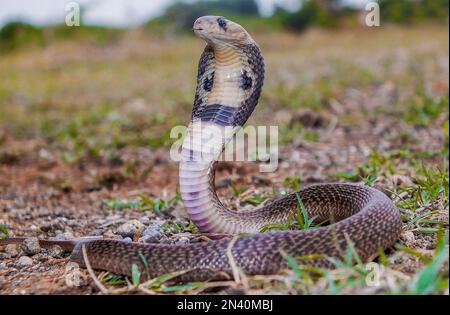 Cobra con spettacolo indiano che mostra segni di spettacolo sul retro del cappuccio, Naja naja, Satara, Maharashtra, India Foto Stock