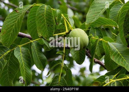 Noci verdi che crescono su un albero, primo piano. Foto Stock