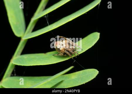 Ragno di tessitore di Orb, Satara, Maharashtra, India Foto Stock